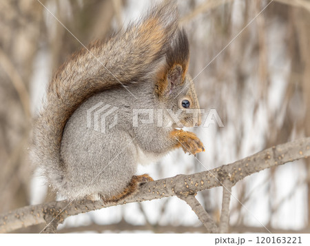 The squirrel with nut sits on tree in the winter or late autumn 120163221