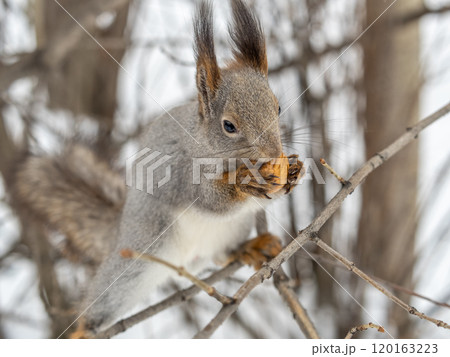 The squirrel with nut sits on tree in the winter or late autumn The squirrel with nut sits on tree in the winter or late autumn 120163223