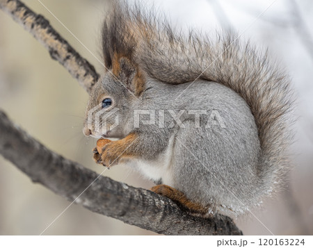 The squirrel with nut sits on tree in the winter or late autumn 120163224