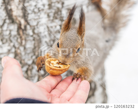 Squirrel eats nuts from a man's hand. Caring for animals in winter or autumn. Squirrel eats nuts from a man's hand. Caring for animals in winter or autumn. 120163232