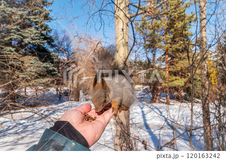 Squirrel eats nuts from a man's hand. Caring for animals in winter or autumn. 120163242