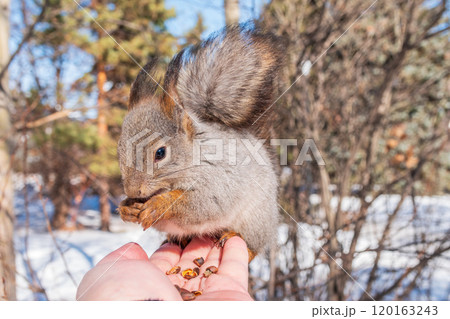Squirrel eats nuts from a man's hand. Caring for animals in winter or autumn. Squirrel eats nuts from a man's hand. Caring for animals in winter or autumn. 120163243