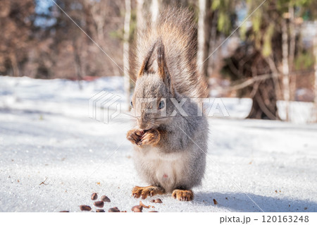 The squirrel in winter sits on white snow. The squirrel in winter sits on white snow. 120163248