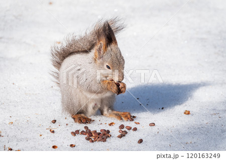 The squirrel in winter sits on white snow. 120163249