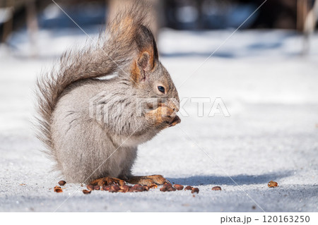 The squirrel in winter sits on white snow. The squirrel in winter sits on white snow. 120163250