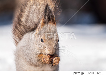 The squirrel in winter sits on white snow. The squirrel in winter sits on white snow. 120163255