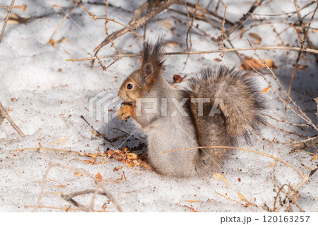 The squirrel in winter sits on white snow. The squirrel in winter sits on white snow. 120163257