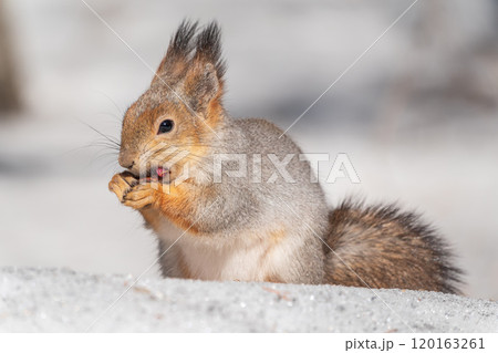 The squirrel in winter sits on white snow. 120163261