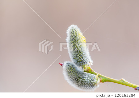 Nature awakes in spring. Blooming willow twigs and furry willow-catkins, so called seals or cats. Holly willow, Salix caprea 120163284