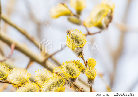Nature awakes in spring. Blooming willow twigs and furry willow-catkins, so called seals or cats. Holly willow, Salix caprea 120163285