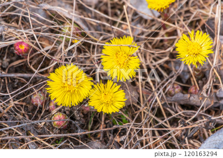 The spring primroses. The bright yellow flowers of coltsfoot in the sunshine. The spring primroses. The bright yellow flowers of coltsfoot in the sunshine. 120163294