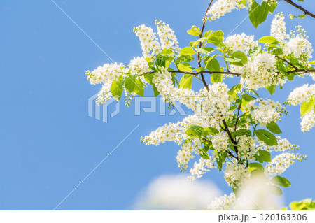Bird cherry branches with white flowers on a background of blue sky. 120163306