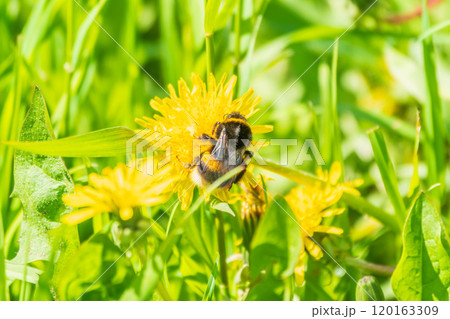 Bumblebee on a yellow dandelion. The insect pollinates the flower. Bumblebee collects nectar in summer. 120163309