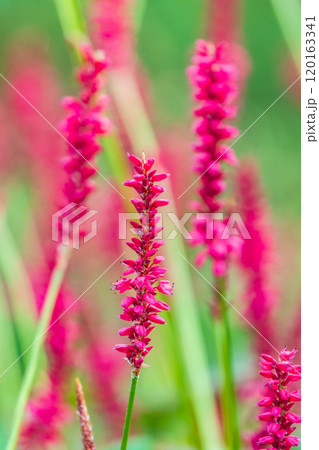 Bistorta amplexicaulis or candle knotweed is a beautiful pink flower 120163341