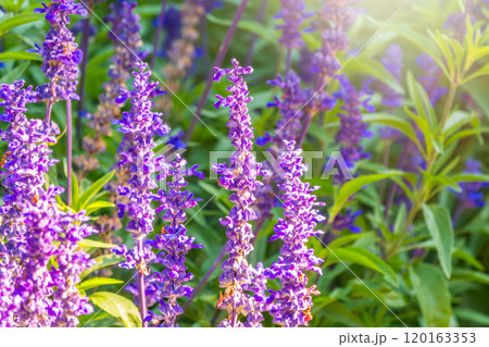 Blue Salvia farinacea flowers, or Mealy Cup Sage on green background, close-up. 120163353