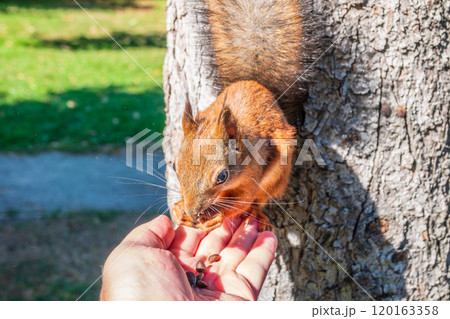 A squirrel in the autumn eats nuts from a human hand. Eurasian red squirrel, Sciurus vulgaris 120163358