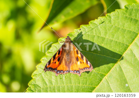 Small tortoiseshell (Aglais urticae), family Nymphalidae on green leaves. Blurred background 120163359