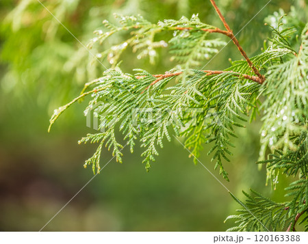 Thuja branches with drops of water after rain. Wet branches in the sunset light. 120163388