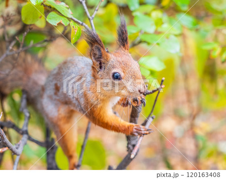 Portrait of a squirrel on a tree trunk 120163408