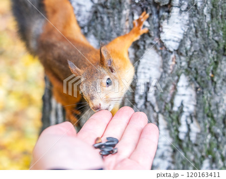 A squirrel in the autumn eats nuts from a human hand. Eurasian red squirrel, Sciurus vulgaris A squirrel in the autumn eats nuts from a human hand. Eurasian red squirrel, Sciurus vulgaris 120163411