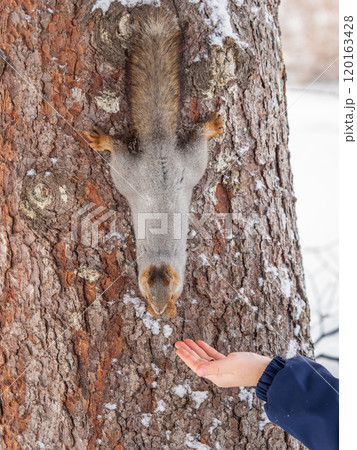 Squirrel eats nuts from a man's hand. Caring for animals in winter or autumn. Squirrel eats nuts from a man's hand. Caring for animals in winter or autumn. 120163428