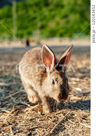 A brown rabbit sitting calmly on a sunny day at a farm 120163652