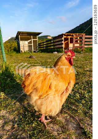 A vibrant golden hen standing in a lush green field under a clear sky A vibrant golden hen standing in a lush green field under a clear sky 120163689