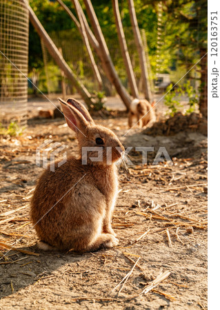 A brown rabbit sitting calmly on a sunny day at a farm A brown rabbit sitting calmly on a sunny day at a farm 120163751
