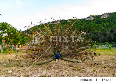 A vibrant peacock displaying its colorful feathers in a lush green landscape during a sunny day 120163811