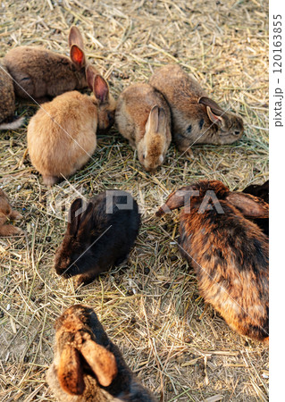 Brown rabbit stands among a group of other rabbits in a sunny outdoor setting 120163855