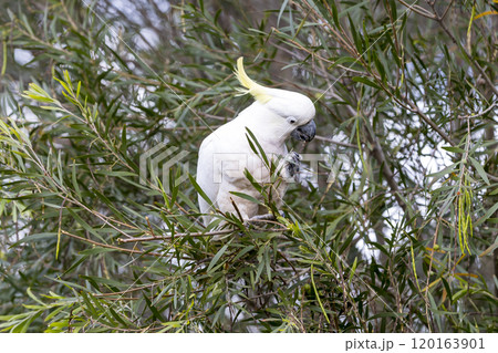 An adult white cockatoo sitting in a lush foliage tree An adult white cockatoo sitting in a lush foliage tree 120163901