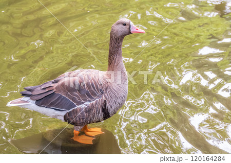 Greater White-fronted Goose (Anser albifrons) standing on the green shore of the pond. Greater White-fronted Goose (Anser albifrons) standing on the green shore of the pond. 120164284