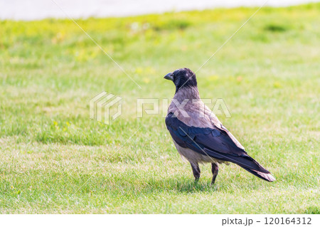 Hooded crow, corvus cornix, standing on the lawn in the spring or summer 120164312