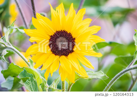 Close-up on the head of sunflower blooming, textures of stamens 120164313