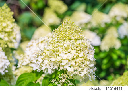 Lush white and yellow hydrangea flowers in summer. 120164314