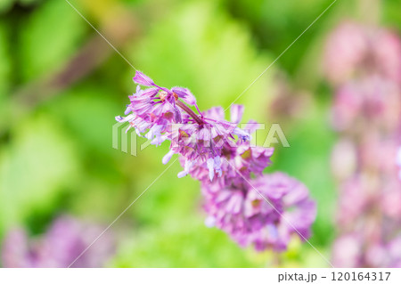 Lilac sage (Salvia nemorosa, Salvia verticillata), mountain meadow subalpin meadow or foothills North Caucasus. Good nectar carrier (nectariferous, honey plant, aethereal oil, attar, drug raw material 120164317