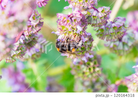 Bumblebee (Bombus hypnorum) is sucking nectar from Salvia flower. 120164318