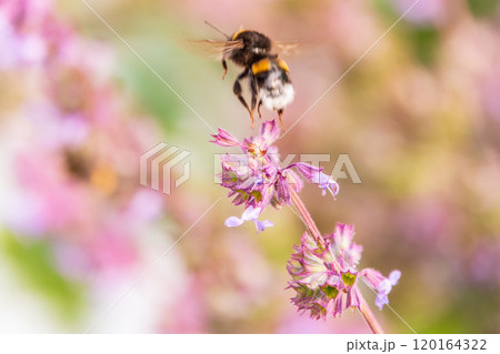 Bumblebee (Bombus hypnorum) is sucking nectar from Salvia flower. 120164322