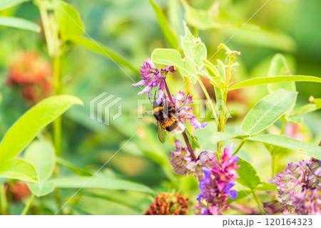 Bumblebee (Bombus hypnorum) is sucking nectar from Salvia flower. Bumblebee (Bombus hypnorum) is sucking nectar from Salvia flower. 120164323