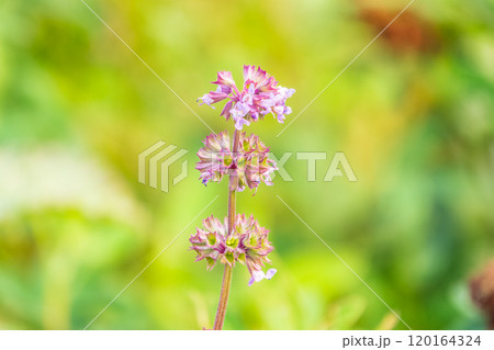 Lilac sage (Salvia nemorosa, Salvia verticillata), mountain meadow subalpin meadow or foothills North Caucasus. Good nectar carrier (nectariferous, honey plant, aethereal oil, attar, drug raw material 120164324