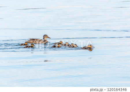 A family of ducks, a duck and its little ducklings are swimming in the water. The duck takes care of its newborn ducklings. Mallard, lat. Anas platyrhynchos A family of ducks, a duck and its little ducklings are swimming in the water. The duck takes care of its newborn ducklings. Mallard, lat. Anas platyrhynchos 120164346