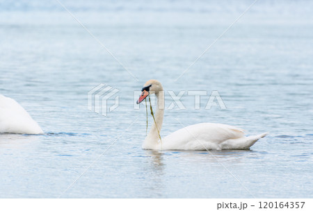 Graceful white Swan swimming in the lake, swans in the wild. Portrait of a white swan swimming on a lake. Graceful white Swan swimming in the lake, swans in the wild. Portrait of a white swan swimming on a lake. 120164357