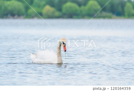 Graceful white Swan swimming in the lake, swans in the wild. Portrait of a white swan swimming on a lake. Graceful white Swan swimming in the lake, swans in the wild. Portrait of a white swan swimming on a lake. 120164359