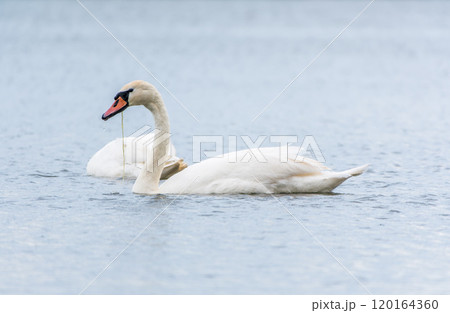 Two Graceful white Swans swimming in the lake, swans in the wild 120164360