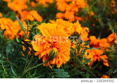 マリーゴールドのある風景 マリーゴールドのある風景 120164502