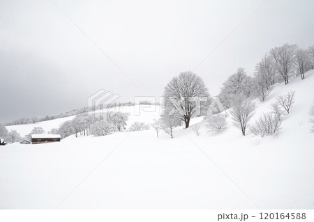Snow Scenery of Daegwallyeong, Gangwon-do, Korea 120164588