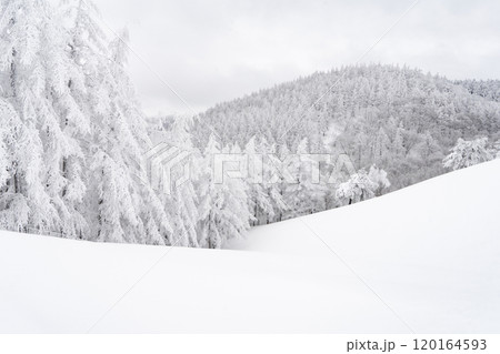 Snow Scenery of Daegwallyeong, Gangwon-do, Korea 120164593