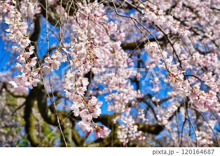 京都御苑　近衛邸跡の糸桜（枝垂桜）（京都府京都市上京区） 120164687