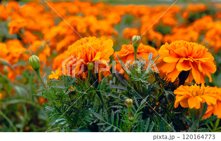 鮮やかなオレンジ色のマリーゴールド 鮮やかなオレンジ色のマリーゴールド 120164773