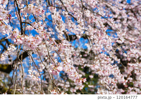 京都御苑　近衛邸跡の糸桜（枝垂桜）（京都府京都市上京区） 120164777